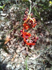 Daviesia flexuosa