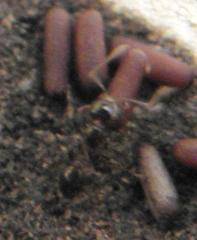 Monomorium excelsior