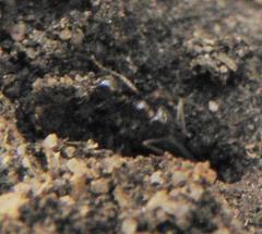 Monomorium excelsior