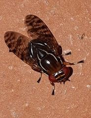 Scholastes cinctus