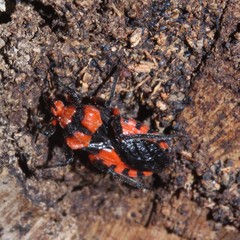 Tegea atropicta