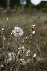 Crepis foetida