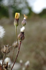 Crepis foetida