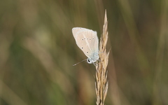 Polyommatus dolus