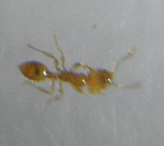 Monomorium modestum