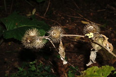 Arctium nemorosum