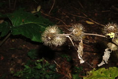 Arctium nemorosum