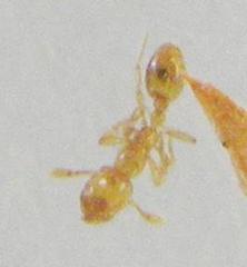Monomorium modestum