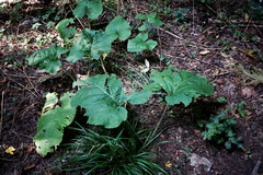 Arctium nemorosum