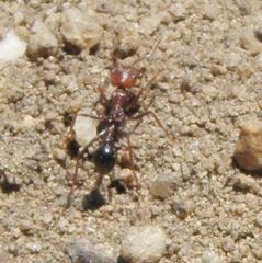 Ocymyrmex barbiger