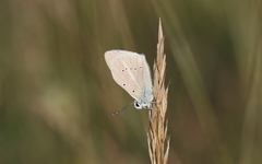 Polyommatus dolus