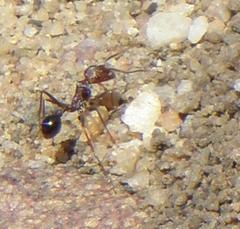 Ocymyrmex barbiger