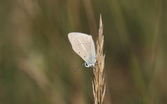Polyommatus dolus