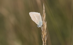 Polyommatus dolus
