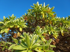 Heliotropium arboreum