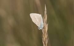 Polyommatus dolus