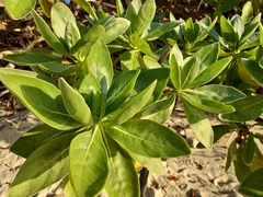 Heliotropium arboreum