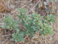 Amaranthus graecizans silvestris