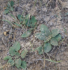 Verbascum ovalifolium