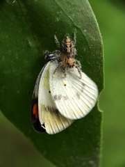 Colotis etrida