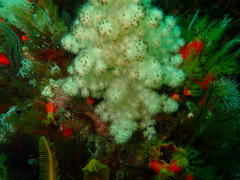 Eunephthya thyrsoidea