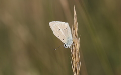 Polyommatus dolus