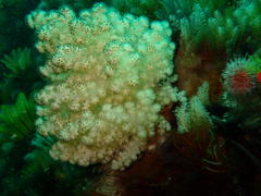 Eunephthya thyrsoidea