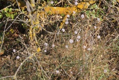 Cephalaria transsylvanica