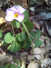 Oxalis purpurea