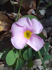 Oxalis purpurea