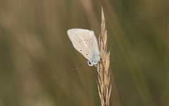 Polyommatus dolus