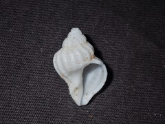 Coralliophila squamosissima