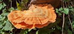 Laetiporus sulphureus