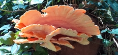 Laetiporus sulphureus