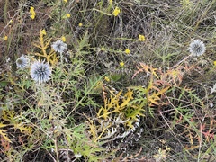Echinops ritro