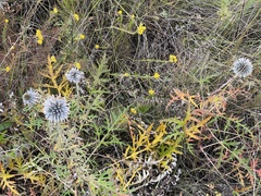 Echinops ritro
