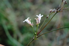 Asperula supina