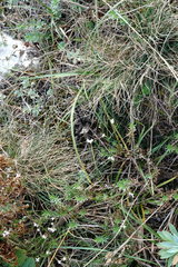 Asperula supina