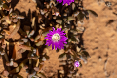 Disphyma crassifolium