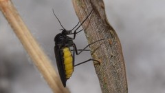 Sciara hemerobioides