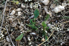 Anthyllis vulneraria boissieri