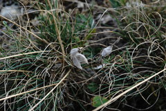 Anthyllis vulneraria boissieri