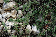 Thymus callieri