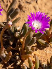 Disphyma crassifolium