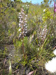 Eulophia barbata