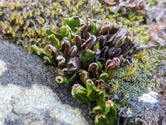 Grammitis poeppigiana