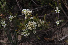 Diosma aspalathoides