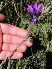 Babiana angustifolia