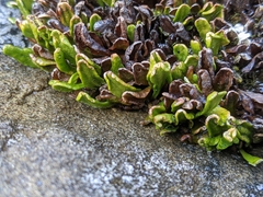 Grammitis poeppigiana