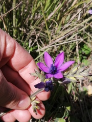 Babiana angustifolia